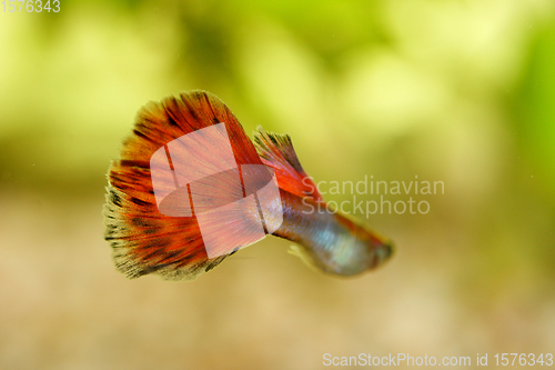Image of Guppy   (Poecilia reticulata) 