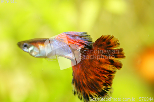 Image of Guppy   (Poecilia reticulata) 