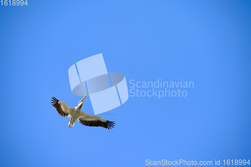Image of Pelican flying right above in the blue sky