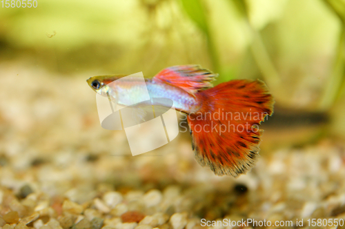 Image of Guppy   (Poecilia reticulata) 