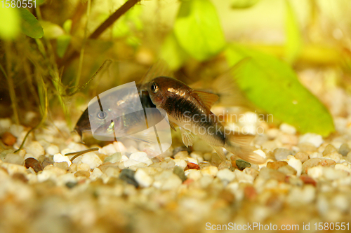 Image of Metallpanzerwels  Bronze Corydoras   (Corydoras aeneus) 