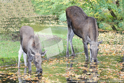 Image of Elch  moose  (Alces alces) 