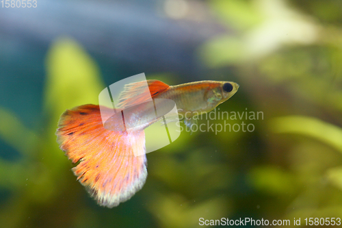 Image of Guppy   (Poecilia reticulata) 