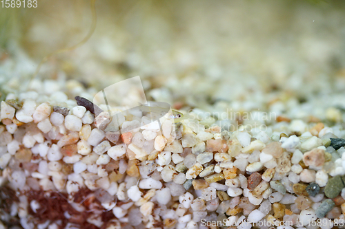 Image of Guppy (Poecilia reticulata) 