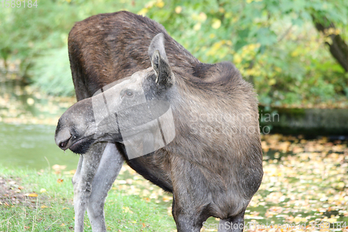 Image of Elch  moose    (Alces alces) 