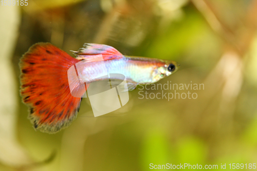 Image of Guppy   (Poecilia reticulata) 