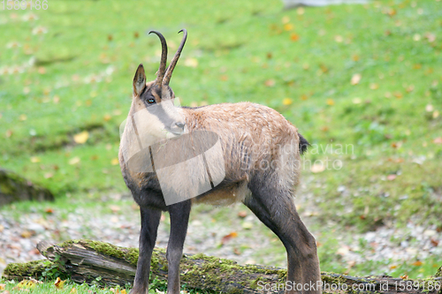 Image of Gämse    Chamois    (Rupicapra rupicapra)  