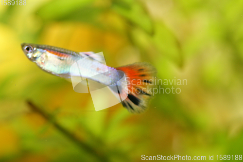 Image of Guppy   (Poecilia reticulata) 