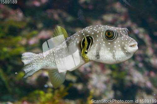 Image of Kugelfisch  Pufferfish   (Tetraodontidae) 