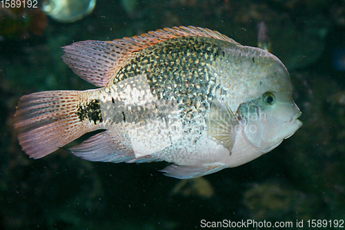 Image of Feuerkopfbuntbarsch fish  (Paratheraps synspilum) 