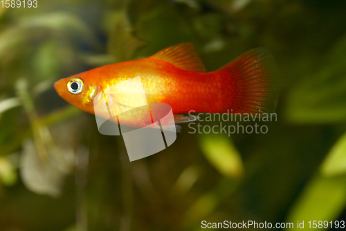 Image of  Platy  Spiegelkärpfling   (Xiphophorus maculatus) 