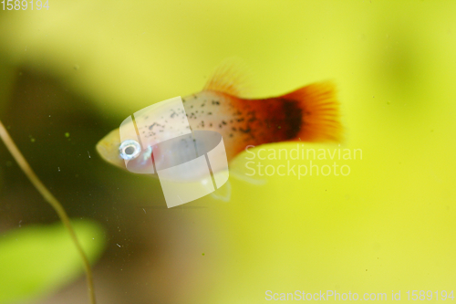 Image of  Platy  Spiegelkärpfling   (Xiphophorus maculatus) 