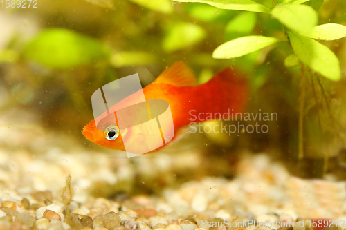 Image of  Platy  Spiegelkärpfling   (Xiphophorus maculatus) 