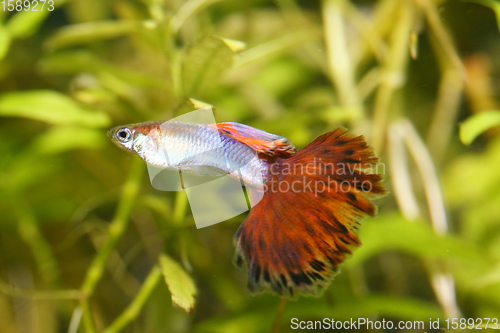 Image of Guppy   (Poecilia reticulata) 