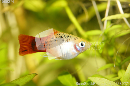 Image of  Platy  Spiegelkärpfling   (Xiphophorus maculatus) 