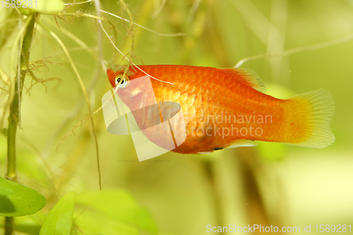 Image of  Platy  Spiegelkärpfling   (Xiphophorus maculatus) 