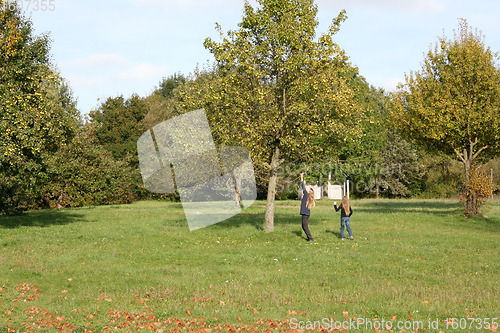 Image of Apfelernte   Apple harvest 