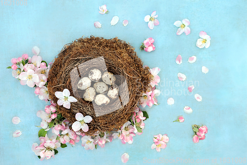 Image of Quail Eggs and Apple Blossom Beauty