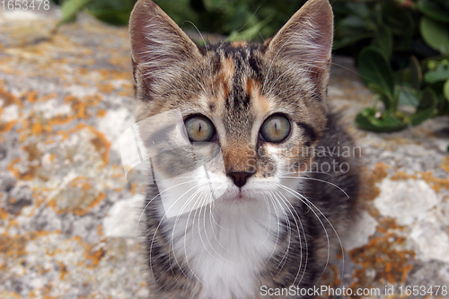 Image of Young cute kind domestic cat portrait