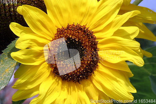 Image of Sun flower