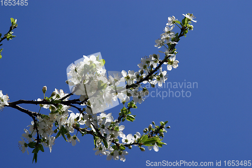 Image of Close up of fruit flowers in the earliest springtime