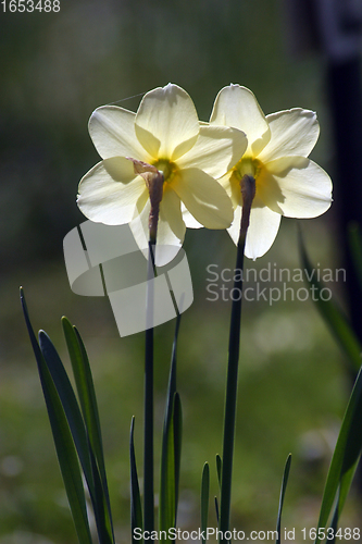 Image of A couple of daffodils
