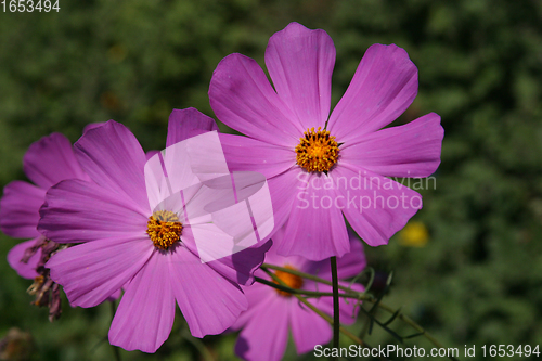 Image of Flowers