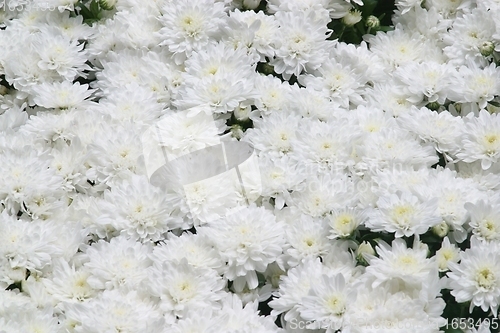 Image of White flowers