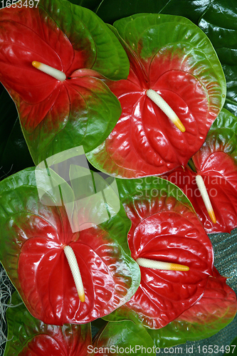 Image of Bush of flowers in the garden