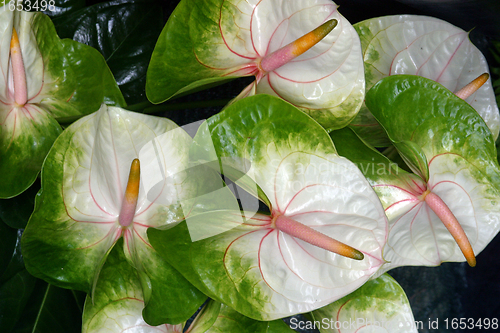 Image of Bush of flowers in the garden
