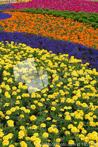 Image of Flowers in park