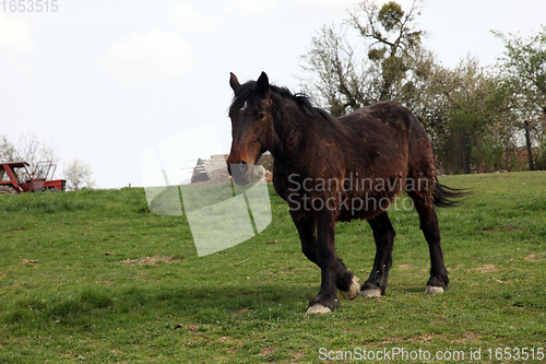 Image of Horse Grazing on Farmland