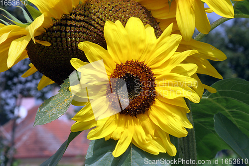 Image of Sun flower