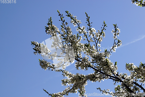 Image of Close up of fruit flowers in the earliest springtime