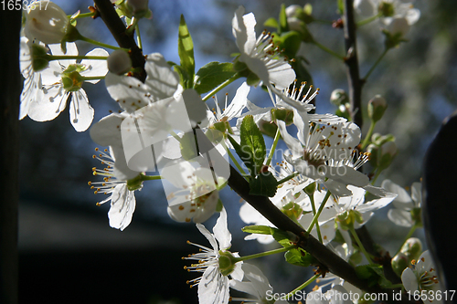 Image of Close up of fruit flowers in the earliest springtime