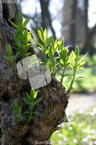 Image of Green spring leaves budding new life