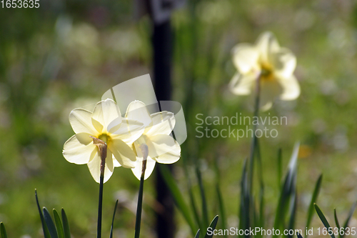 Image of A couple of daffodils