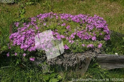 Image of A colorful background of flowers