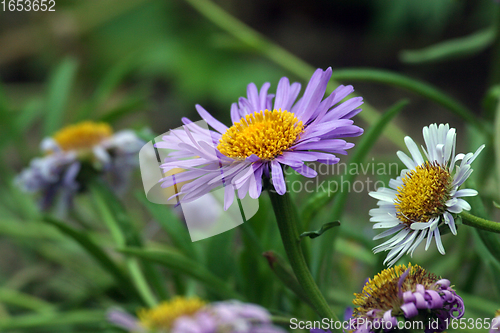 Image of A camomile flowers in a green meadow