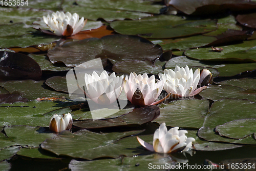 Image of Beautiful Waterlily on pound in park