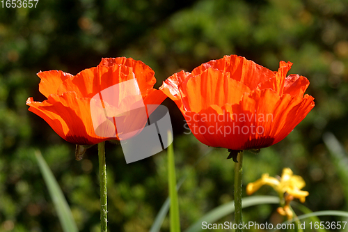 Image of A couple of red poppies