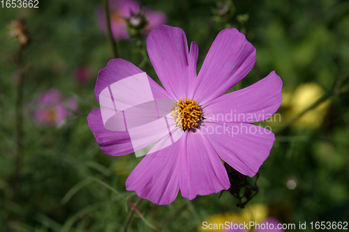 Image of Flower