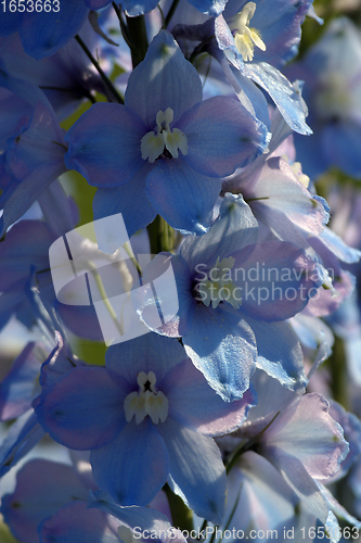 Image of Blue flowers