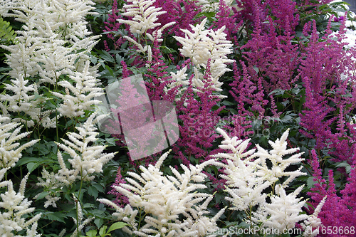 Image of Bush of flowers in the garden