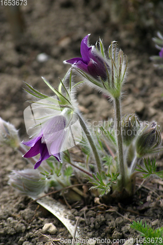 Image of Pulsatilla flowers