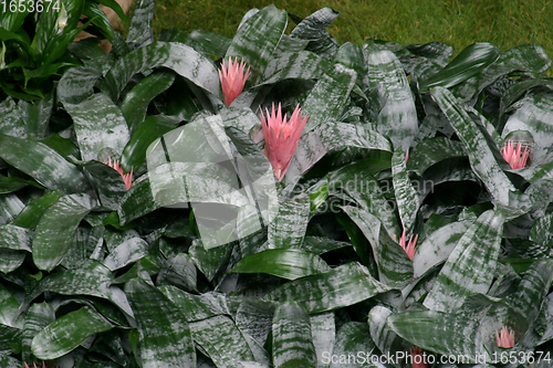 Image of Bush of flowers in the garden