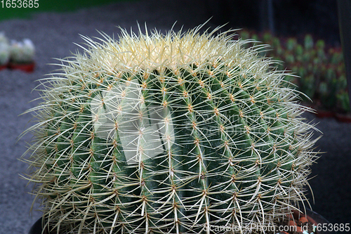 Image of Close up image of cactus