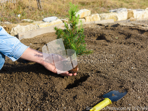 Image of Hand plants in the hole plants a fir-tree seedling in the soil