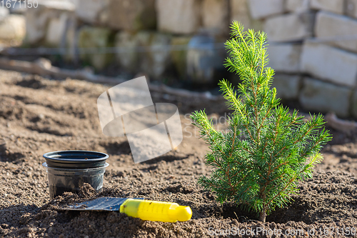 Image of Planting a conic spruce seedling in the soil, next to it is a small spatula and a plastic pot