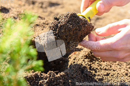 Image of Hands dig a hole with a scoop for planting seedlings of plants